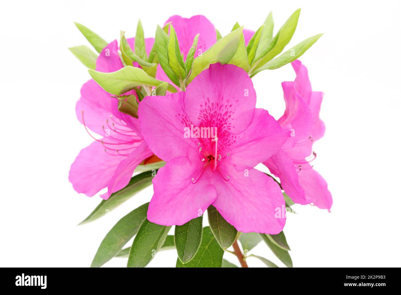 photo d'une fleur d'azalée violette en fleurs isolée sur fond blanc Banque D'Images photo d'une fleur d'azalée violette en fleurs isolée sur fond blanc Banque D'Images