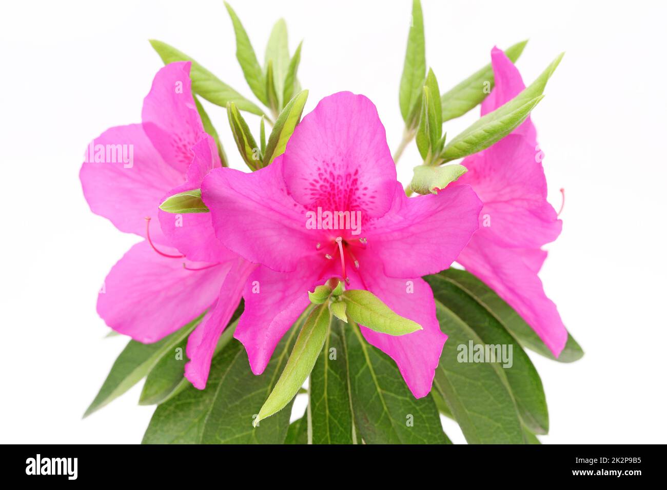 photo d'une fleur d'azalée violette en fleurs isolée sur fond blanc Banque D'Images