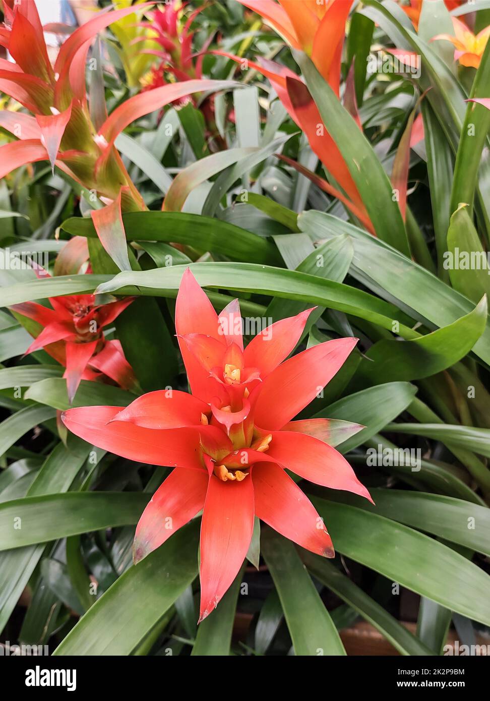 Plantes tropicales Guzmania rouge orangé. Banque D'Images