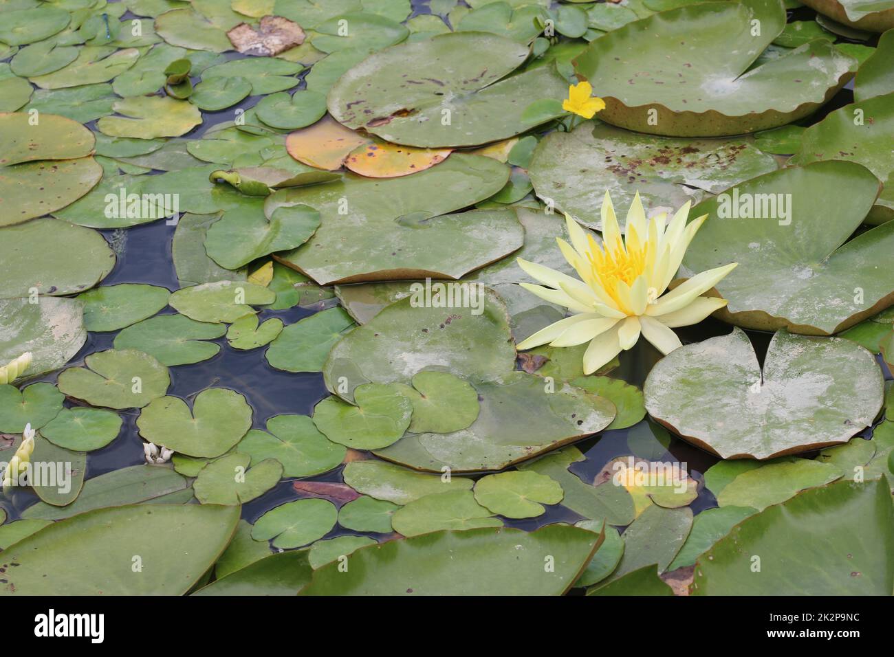 Fleur de nénuphars jaune pâle Banque D'Images