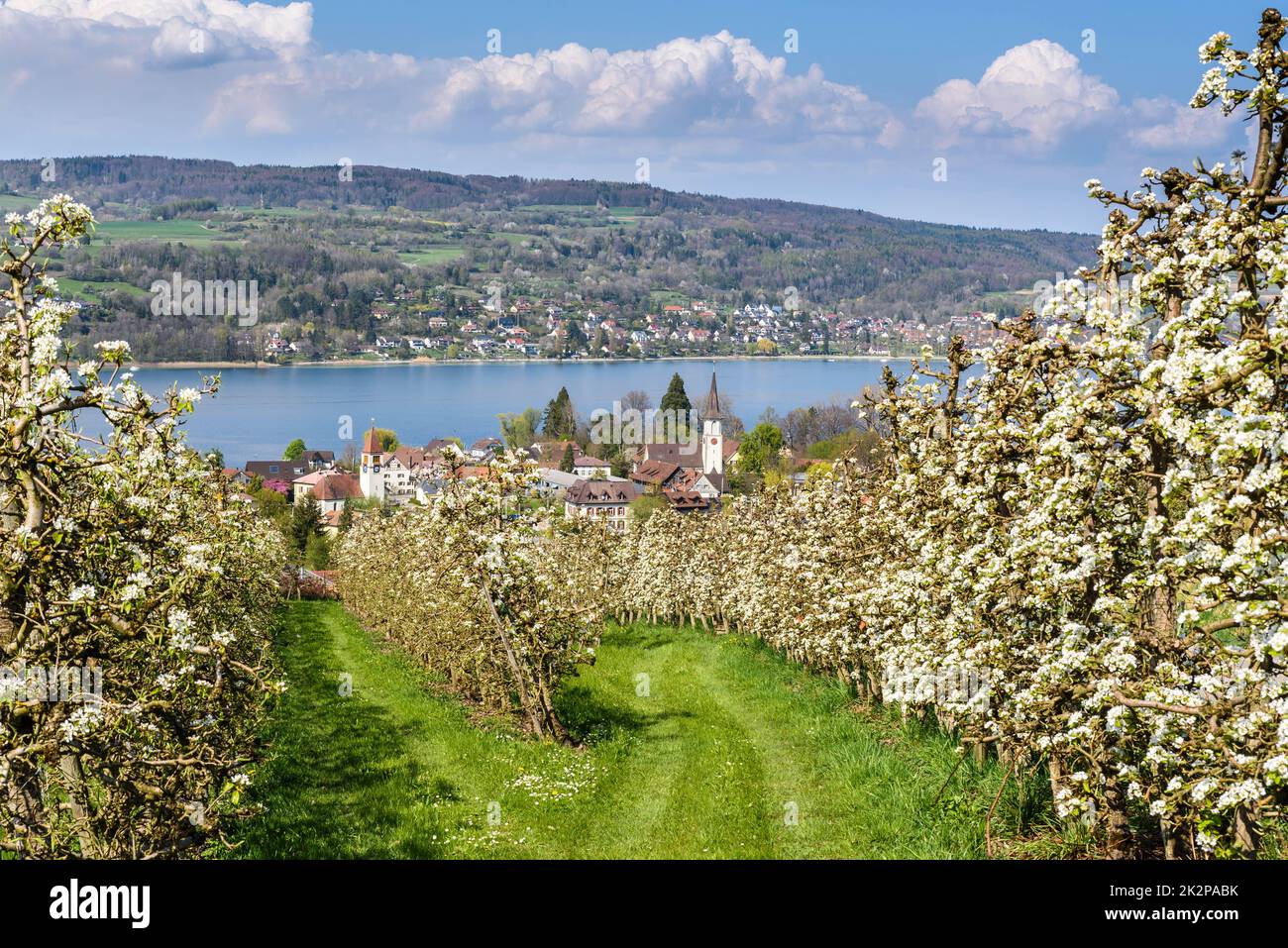 Verger de poire en fleur, Mammern, Lac de Constance, Canton de Thurgau, Suisse Banque D'Images