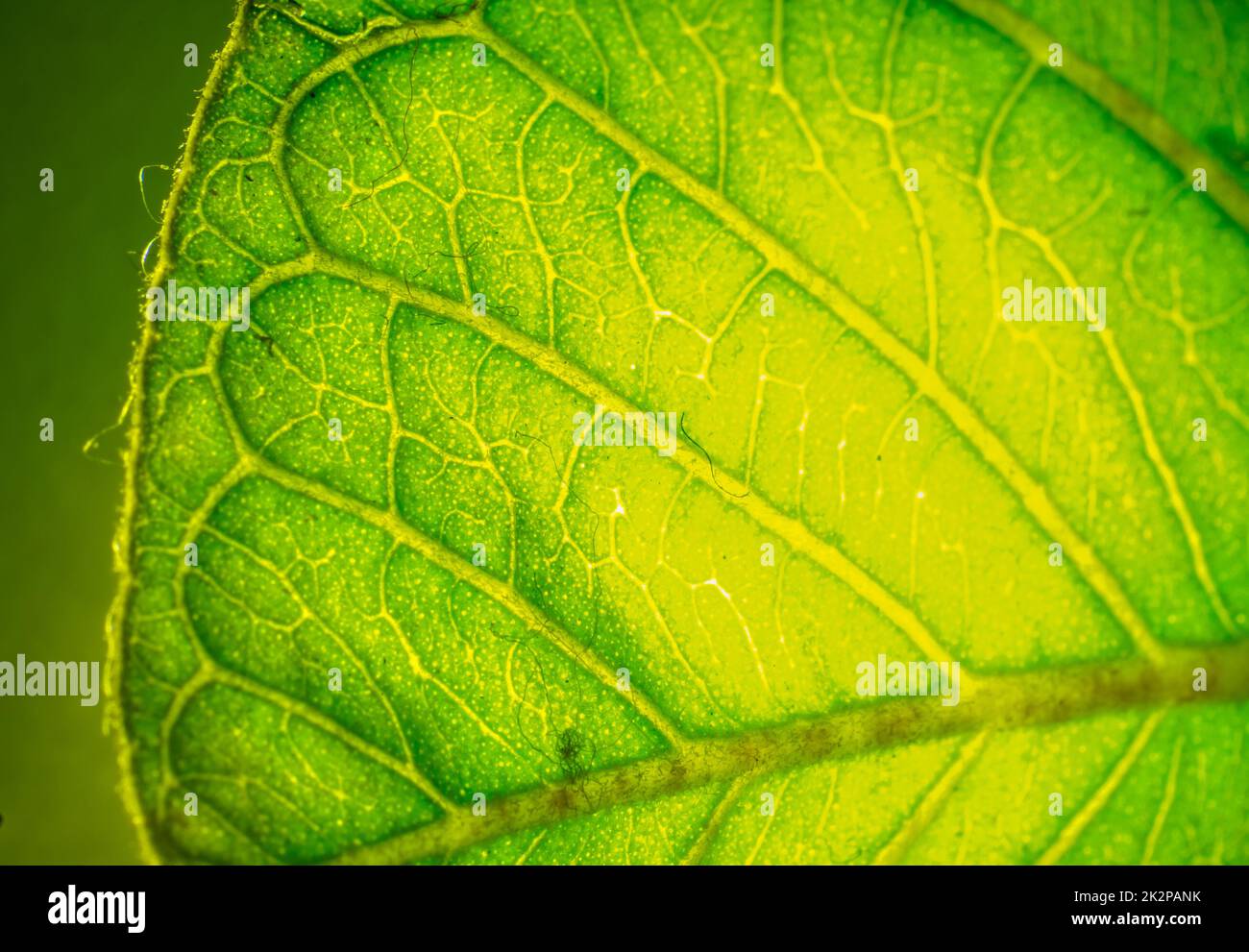 texture de la surface de la feuille de goyave de la macro photographie, vue de gros plan de la plante. Banque D'Images