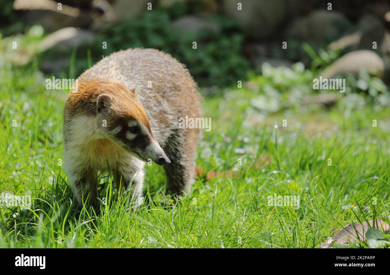 Coati d'Amérique du Sud - Nasua - dans l'herbe Banque D'Images