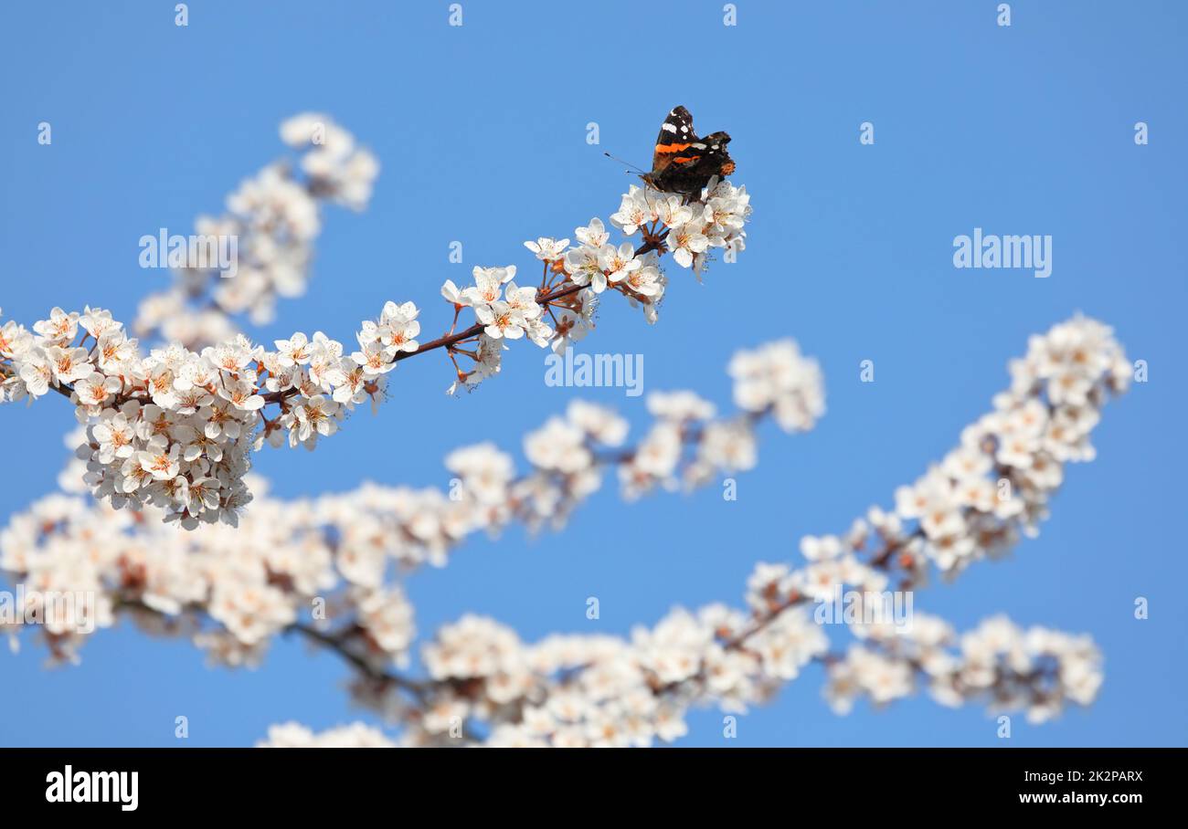 amiral rouge sur les fleurs d'une prune de cerise au printemps Banque D'Images