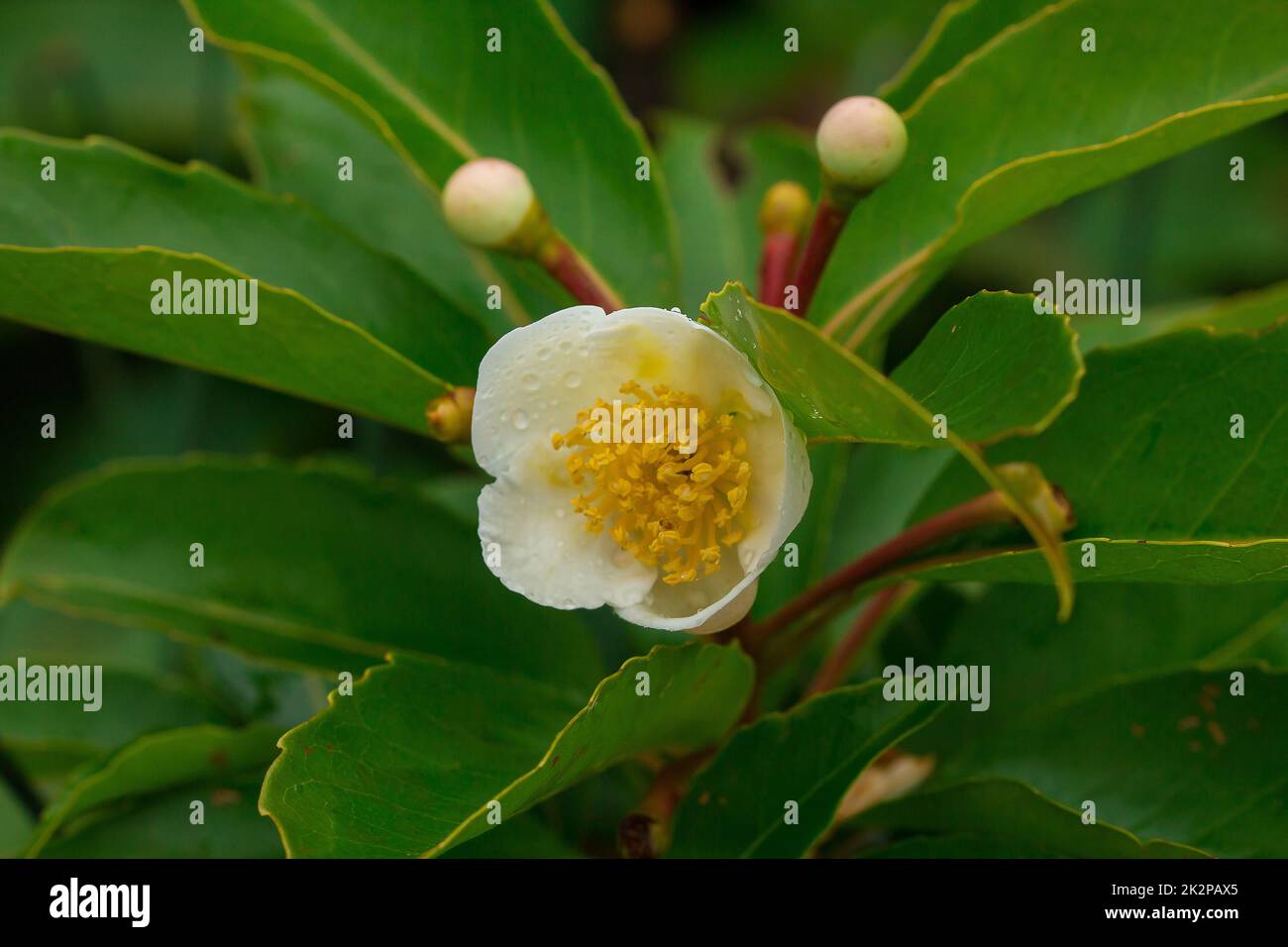 Les fleurs blanches dans la forêt fleurissent dans la saison des pluies Banque D'Images