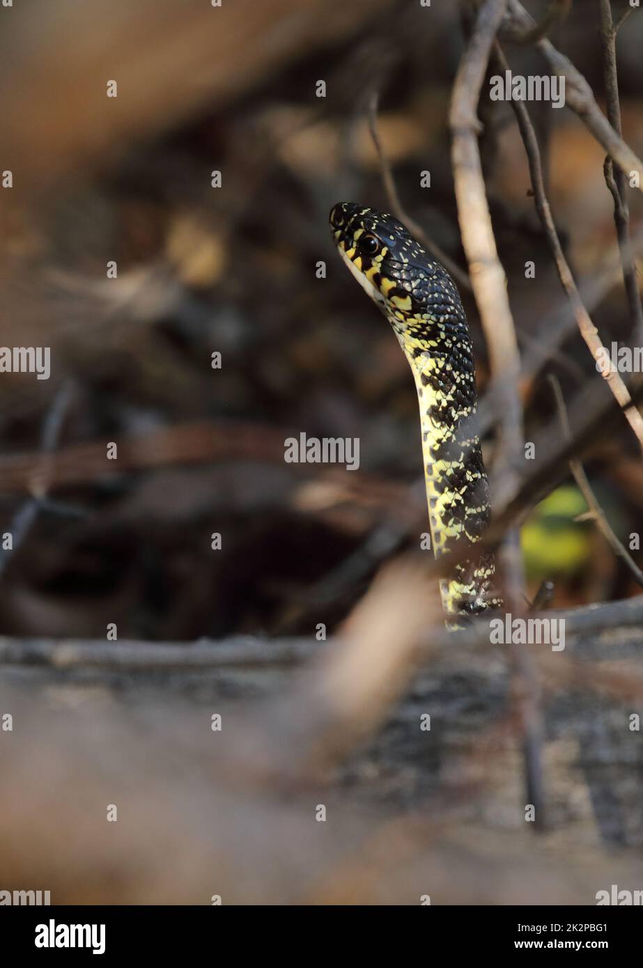 Gros plan sur le serpent - coluber, serpent à fouet vert, serpent à fouet occidental ou Hierophis viridiflavus sur l'île d'Elba, en Italie Banque D'Images