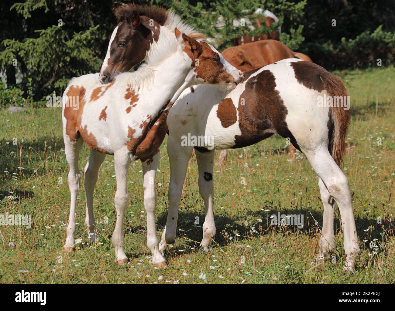 Deux foals de skewbald jouent ensemble et se toilettant ensemble, l'interaction sociale entre les jeunes chevaux mignons Banque D'Images