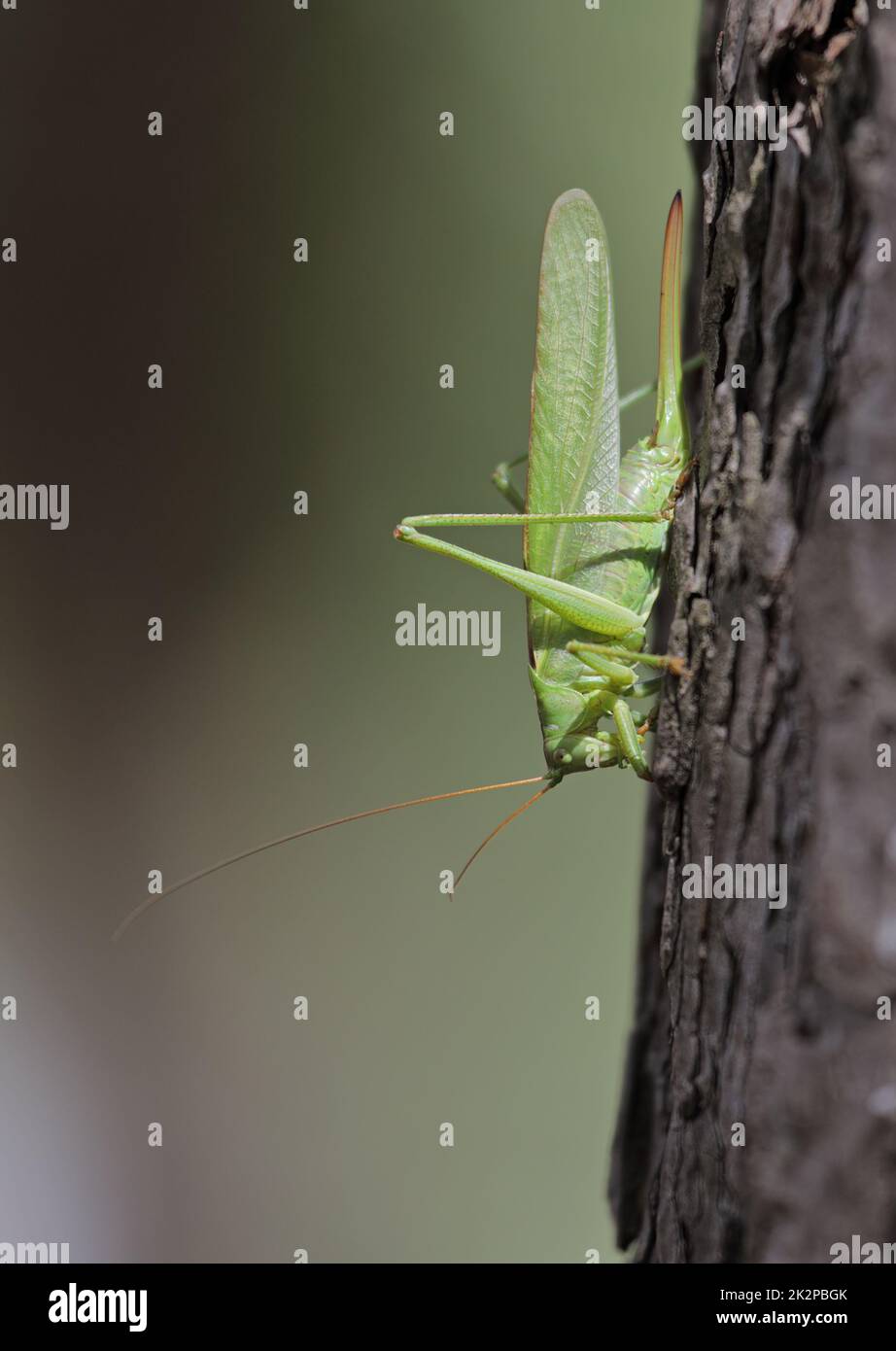 Un rare Grand cricket vert de Bush, Tetigonia viridissima, reposant sur un arbre Banque D'Images