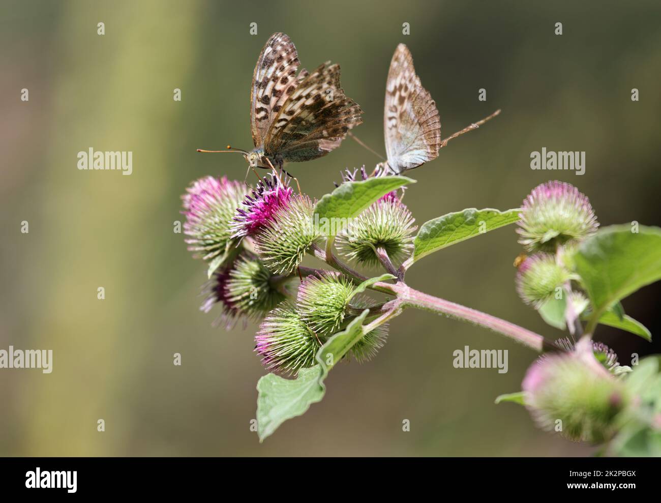 L'argent lavé fritilly se nourrissant sur une fleur de chardon, fond vert Banque D'Images