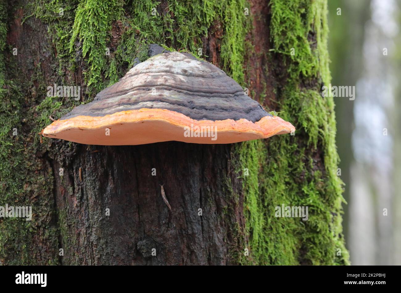 conk à ceinture rouge sur un arbre dans la forêt Banque D'Images