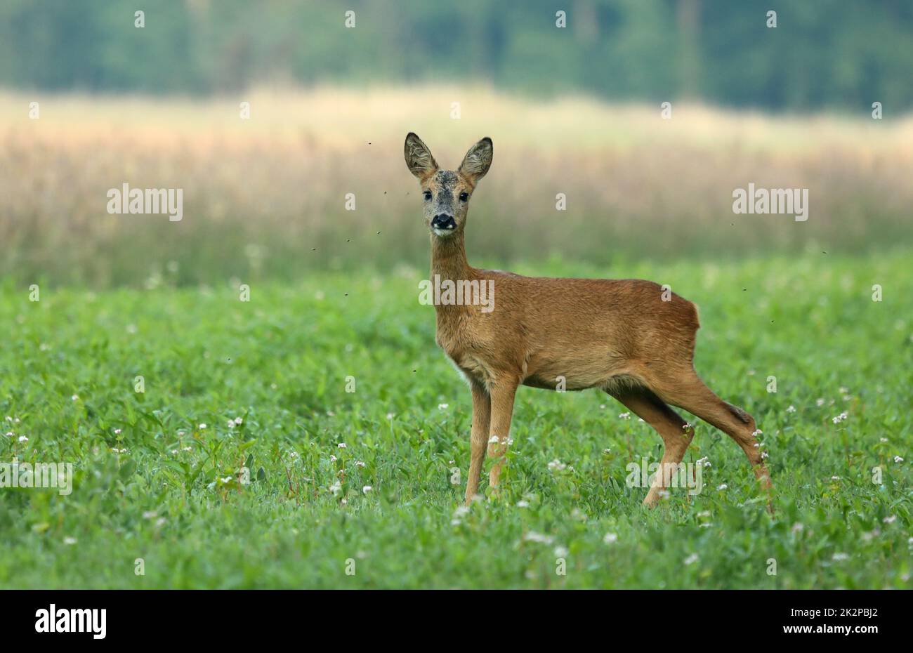 Le cerf de Virginie surpris, le capreolus capreolus, fraie en regardant la caméra depuis la vue de face sur la prairie Banque D'Images