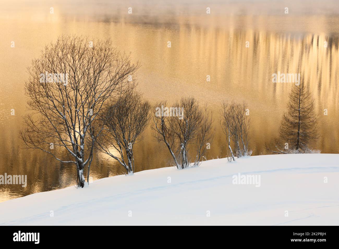 Arbres dans un lac d'hiver au ton doré à Davos, en Suisse Banque D'Images