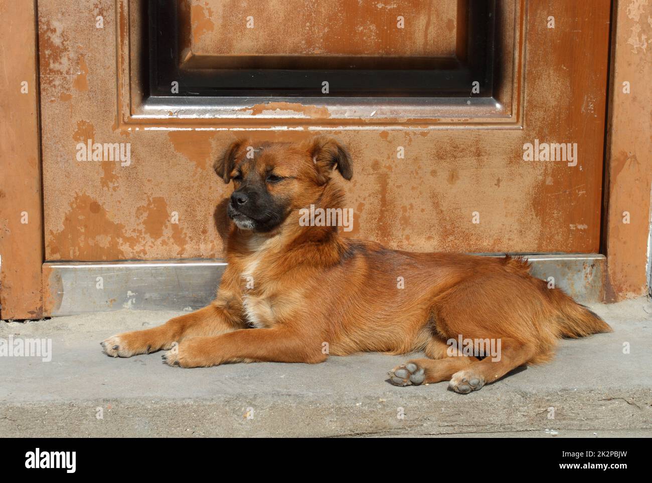Portrait d'un petit chien mignon sur le marche-pied Banque D'Images