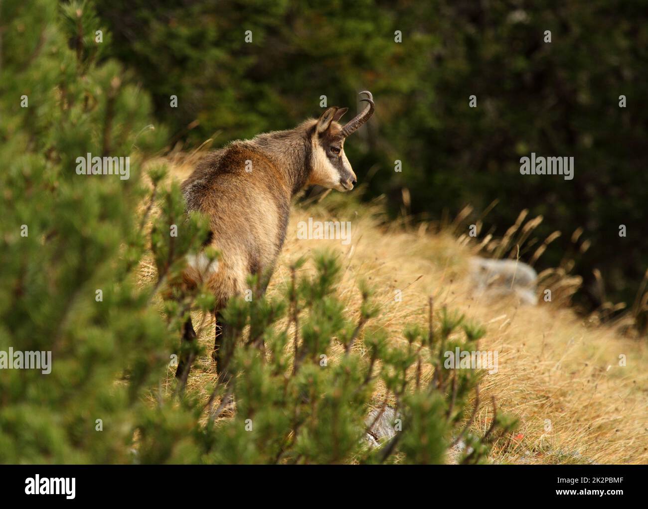 Chamois - Rupicapra rupicapra - dans la forêt de pins de mugo Banque D'Images