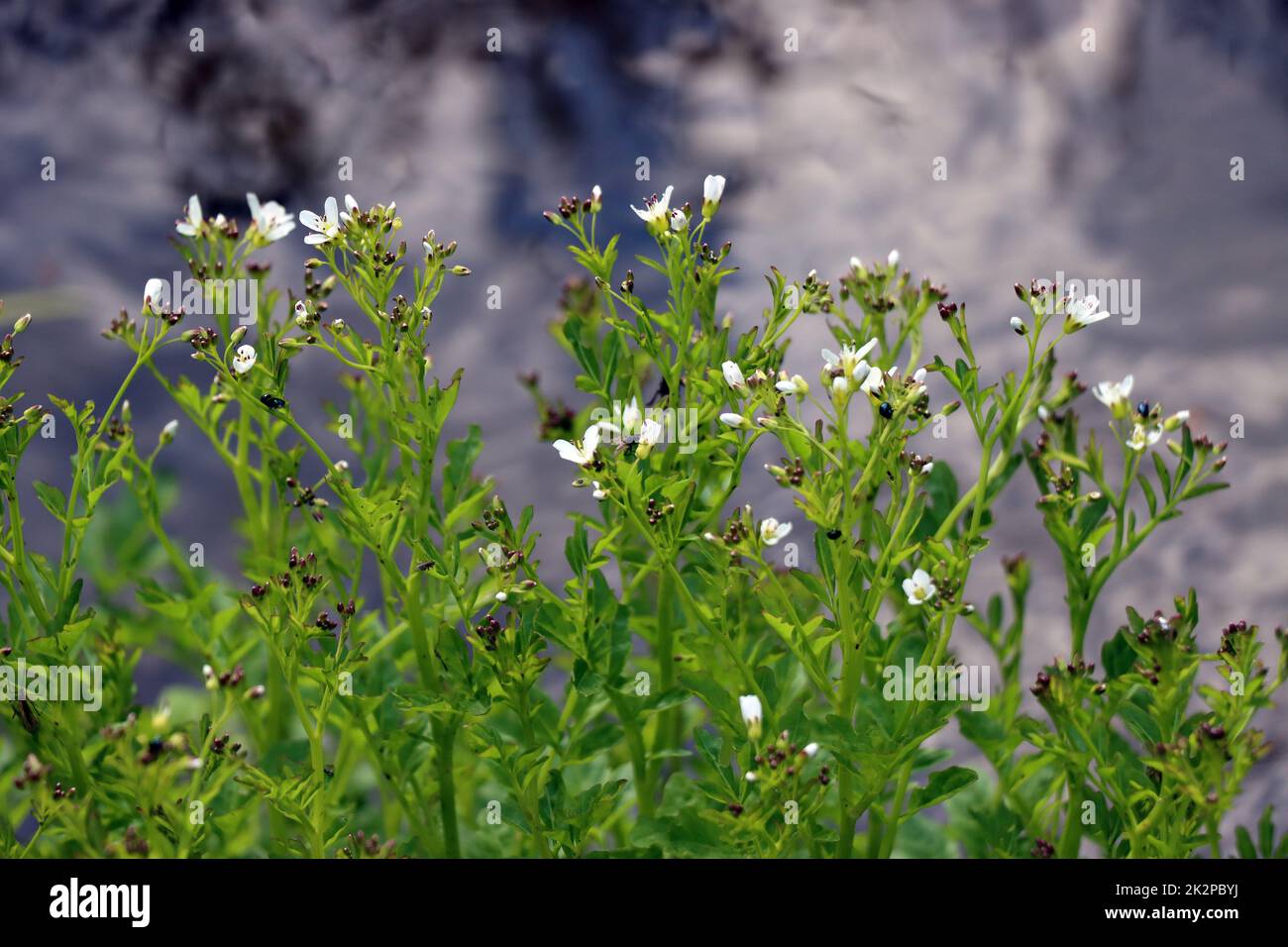 Bitteres Schaumkraut (Cardamine amara), auch Falsche Brunnenkresse oder Bitterkresse Banque D'Images