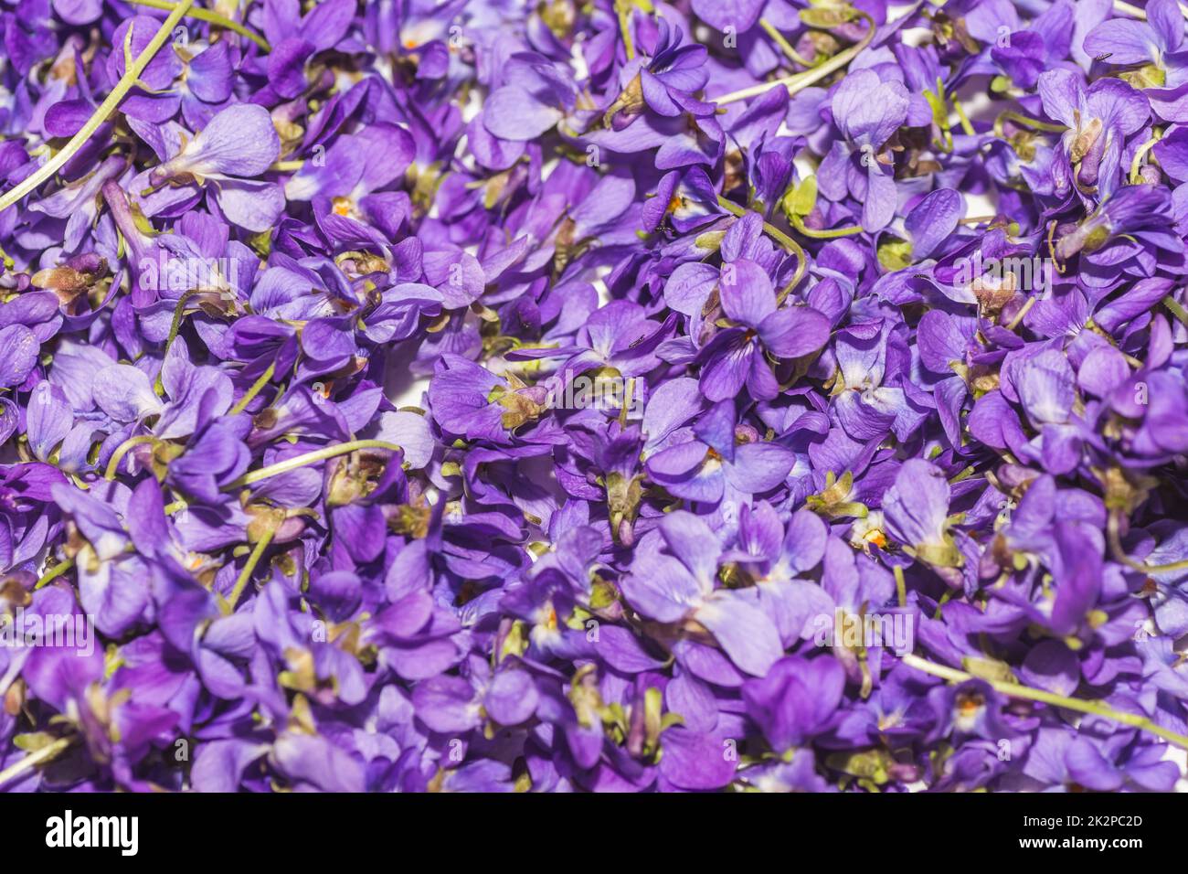 beaucoup de fleurs de lilas fraîches recueillies pour le thé Banque D'Images