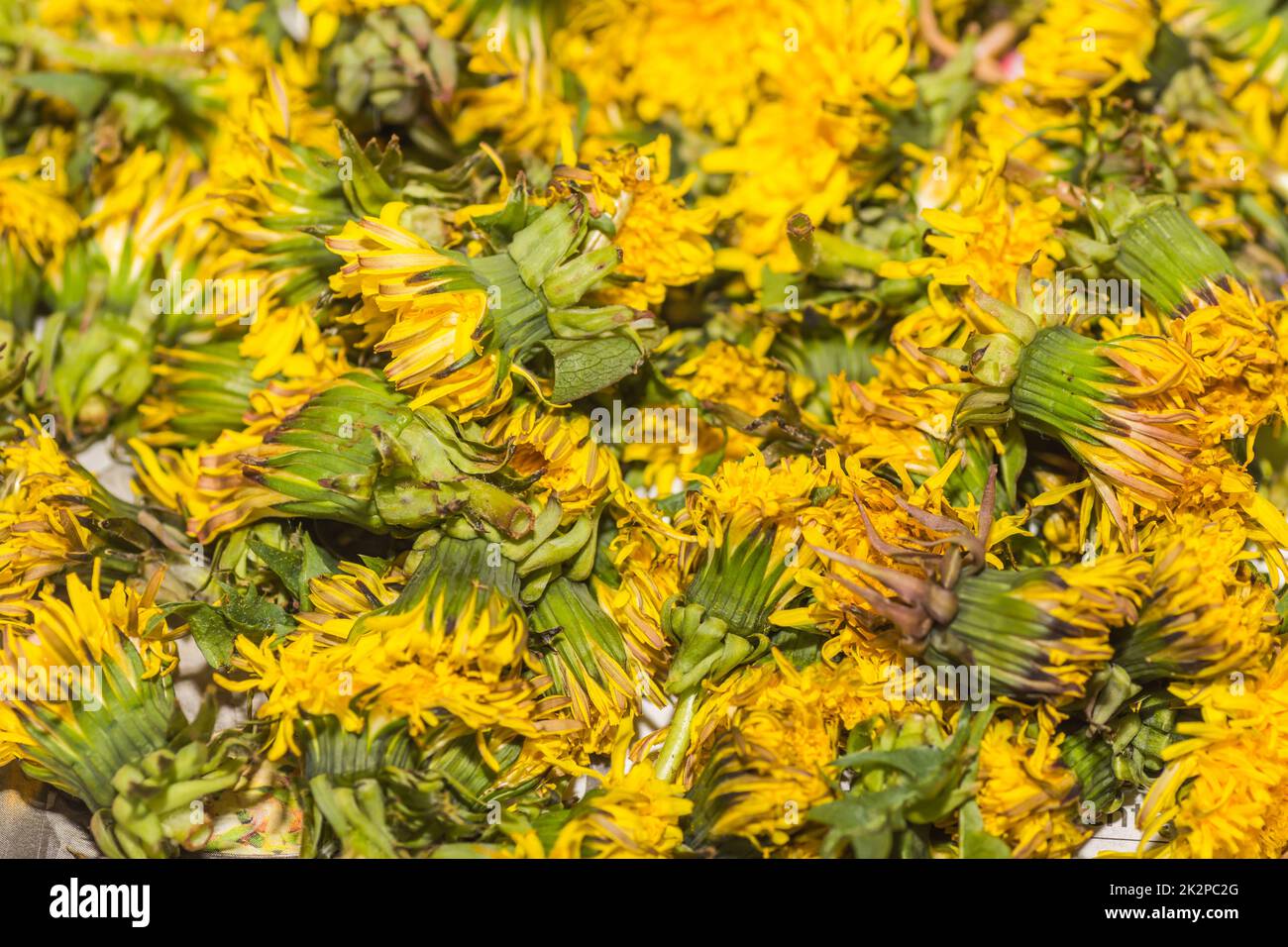 beaucoup de fleurs de pissenlit fraîches recueillies pour le thé Banque D'Images