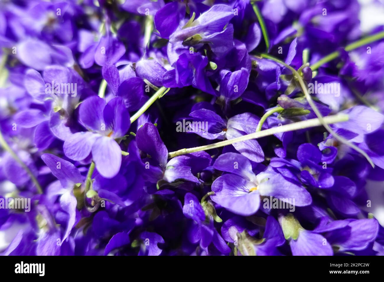 beaucoup de fleurs de lilas récoltées au printemps et dans les détails de la forêt Banque D'Images