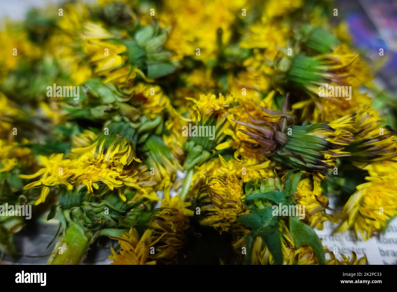 de nombreuses fleurs de pissenlit fraîches ont été recueillies au printemps Banque D'Images