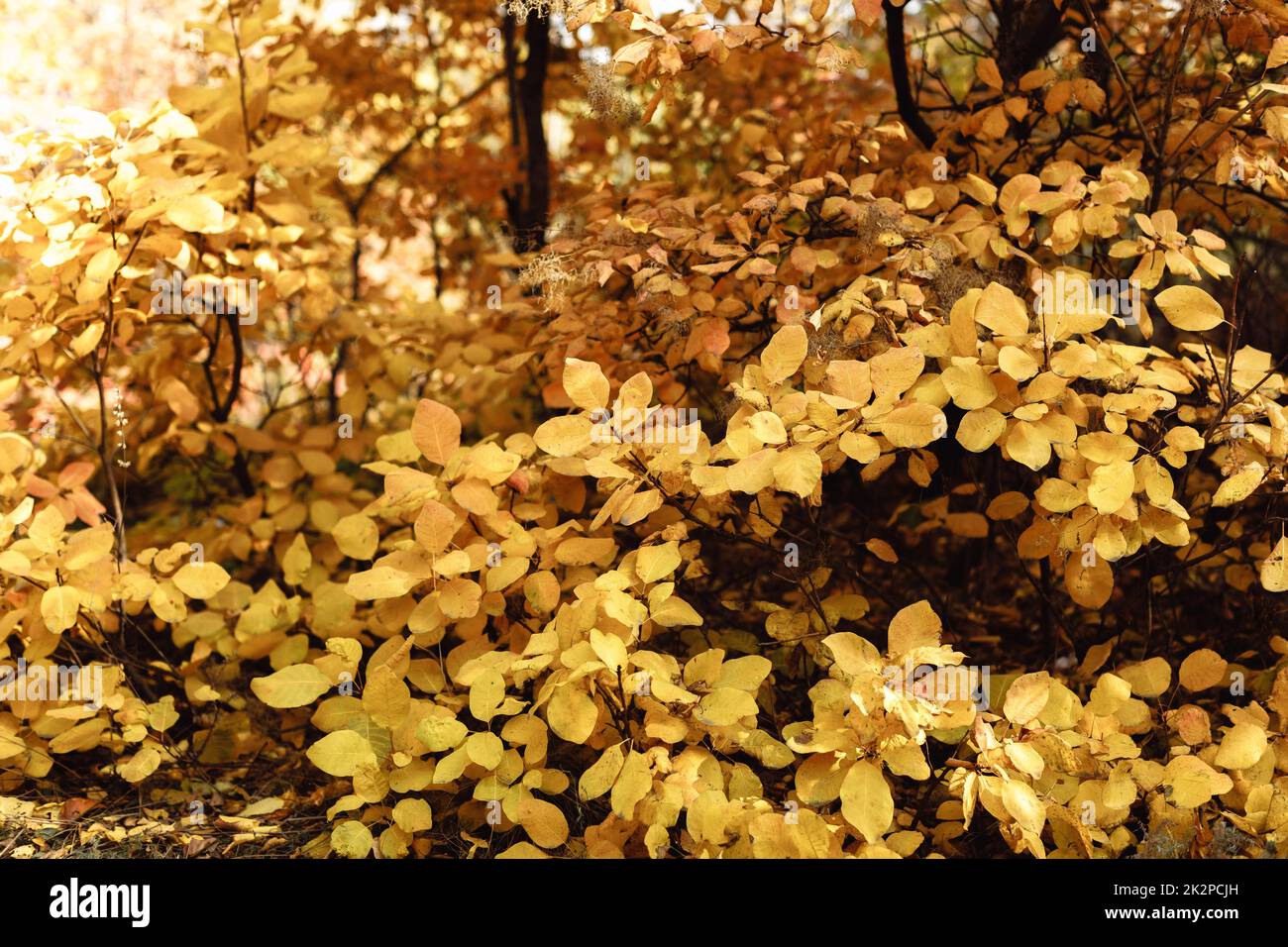 Les feuilles d'automne arrière-plan. branche d'arbre avec des feuilles Banque D'Images