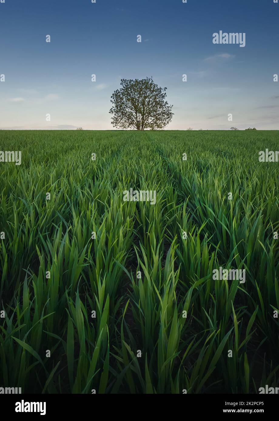Arbre solitaire poussant fort seul au milieu d'un champ de blé. Paysage d'été pittoresque. Belle scène avec prairie verte et un arbre solitaire sous le ciel bleu Banque D'Images