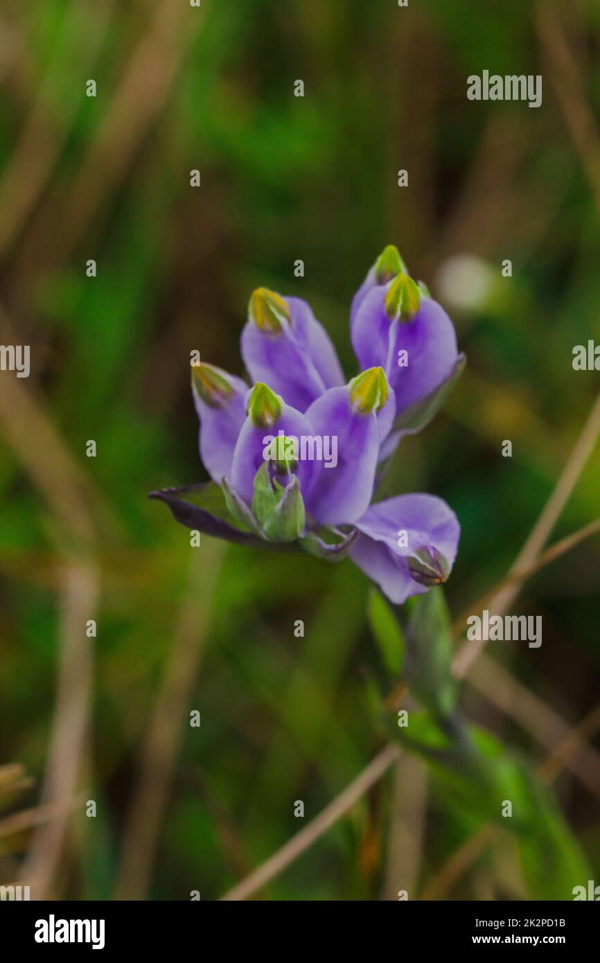 Burmannia disticha est une plante biennale dans la nature. Les fleurs sont de violet à bleu-violet. L'inflorescence mesure 30-60 cm de long. Banque D'Images