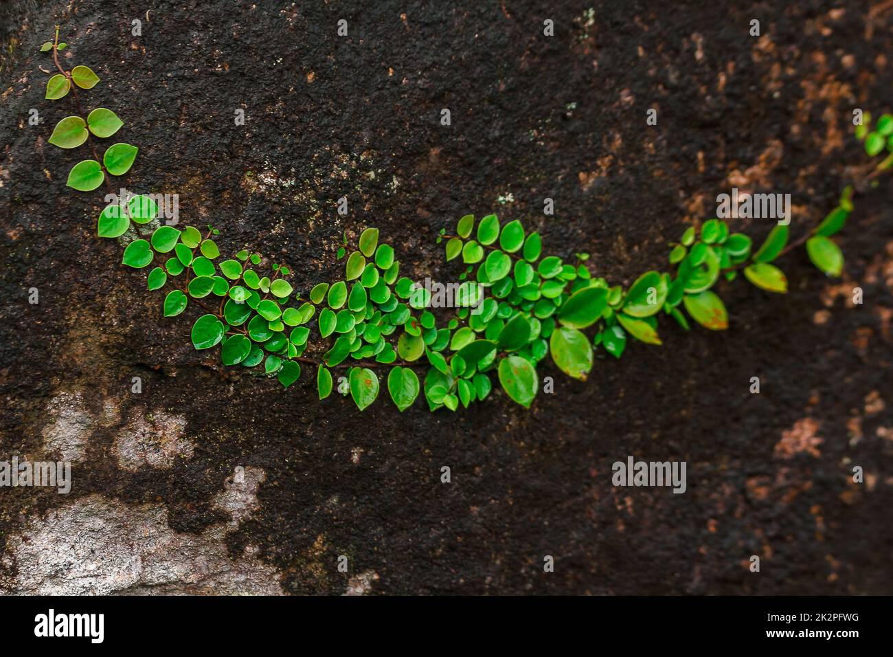 Ficus pumila sur des roches dans les forêts naturelles Banque D'Images