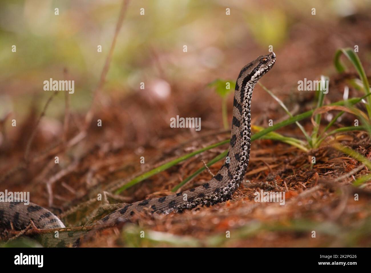 Belle fille commune européenne levant la tête dans la forêt - Vipera berus Banque D'Images