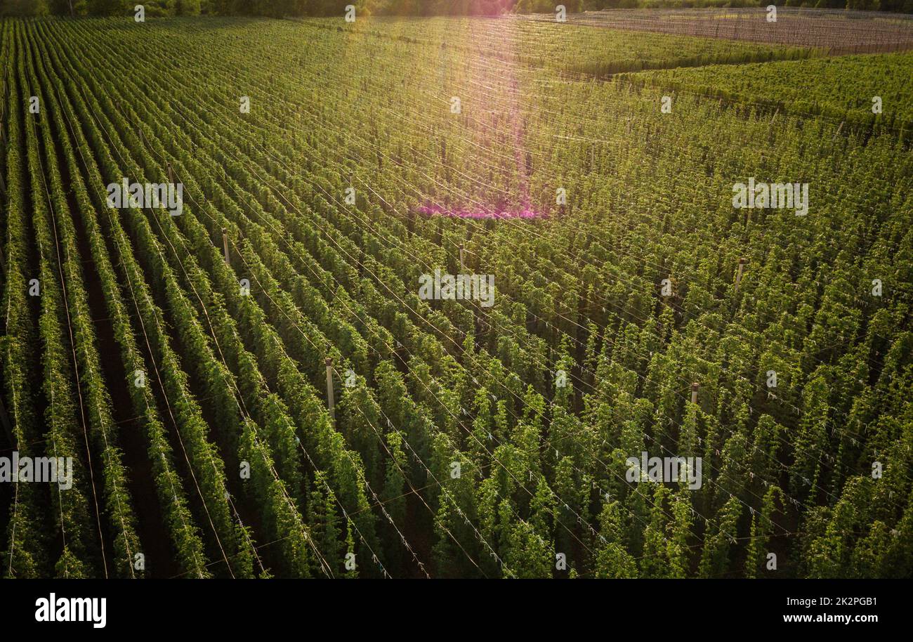 Houblon en cours de culture sur un champ Banque D'Images