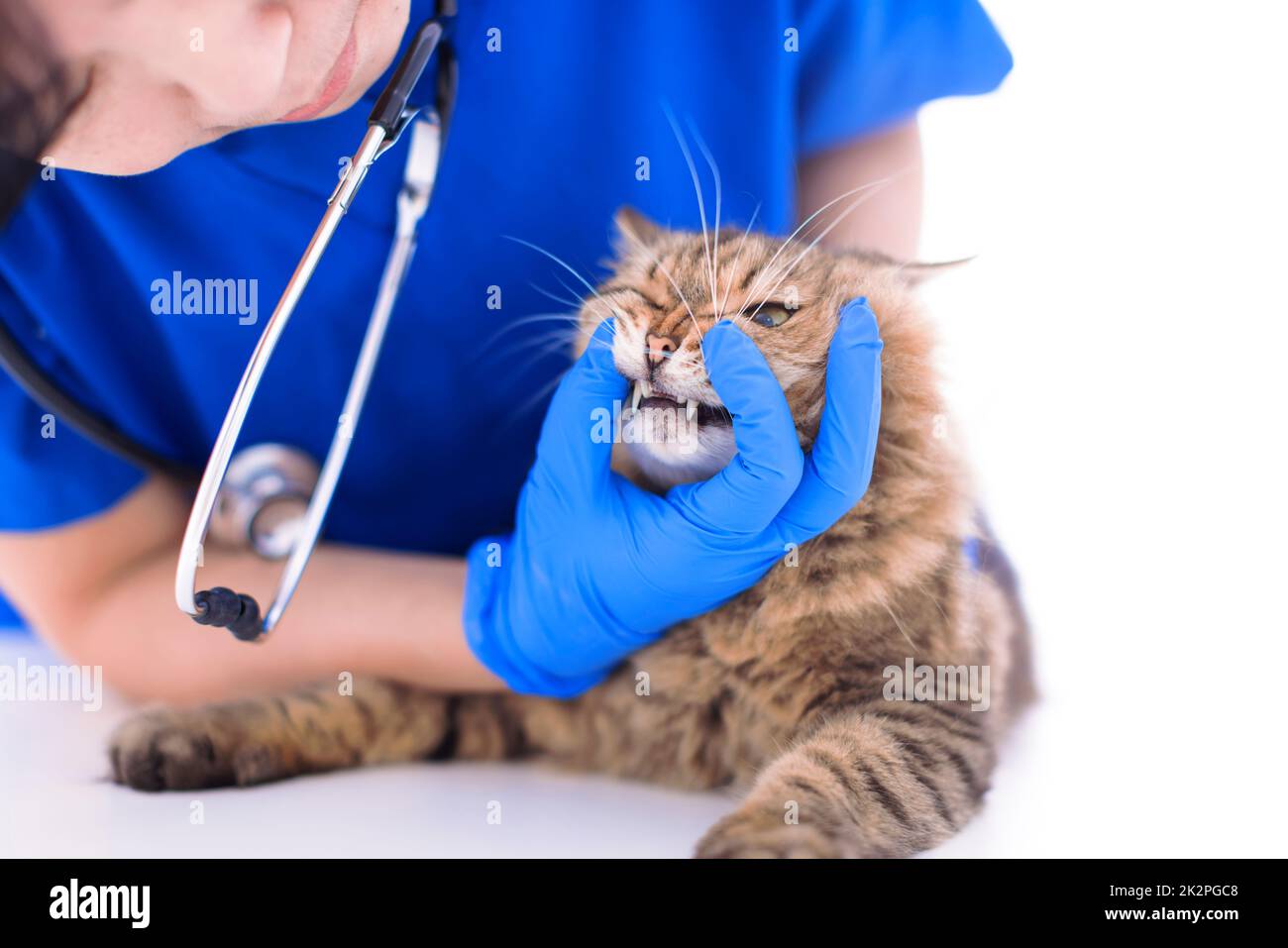 Vétérinaire examinant les dents de chat mignon en clinique Banque D'Images
