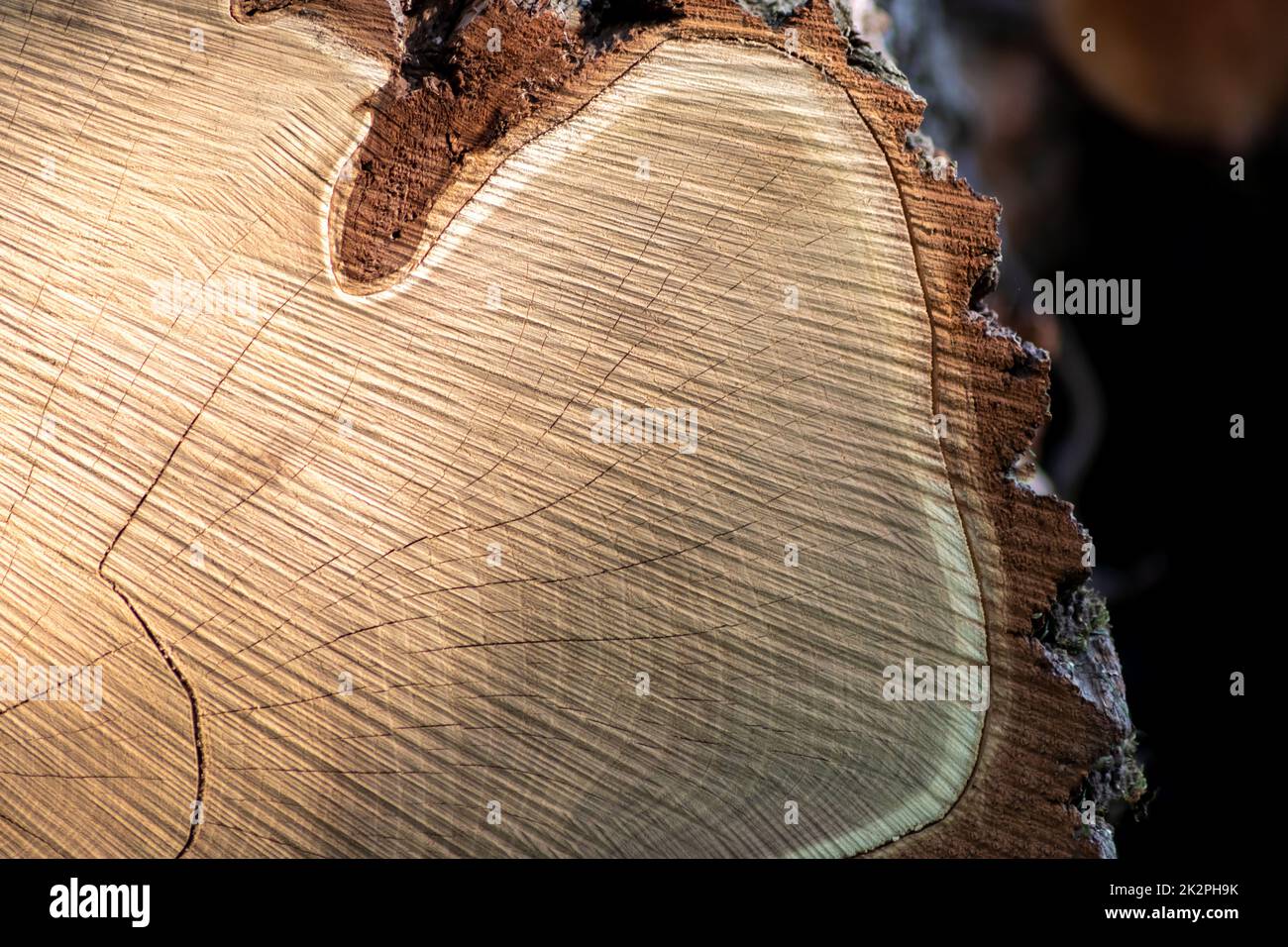 Couper les arbres de bois de construction après la déforestation empilé comme la pile de bois montrent les anneaux annuels l'âge des arbres pour l'industrie du bois d'œuvre comme ressources durables bois arbre de bois carcasse Banque D'Images