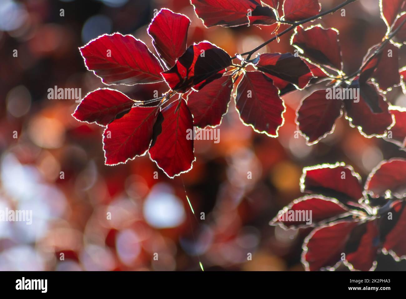 Les feuilles colorées d'un hêtre de cuivre à l'automne brillent lumineux dans le rétroéclairage et montrent leurs veines de feuilles dans la lumière du soleil avec des couleurs orange rouge jaune comme beau côté de la nature Banque D'Images