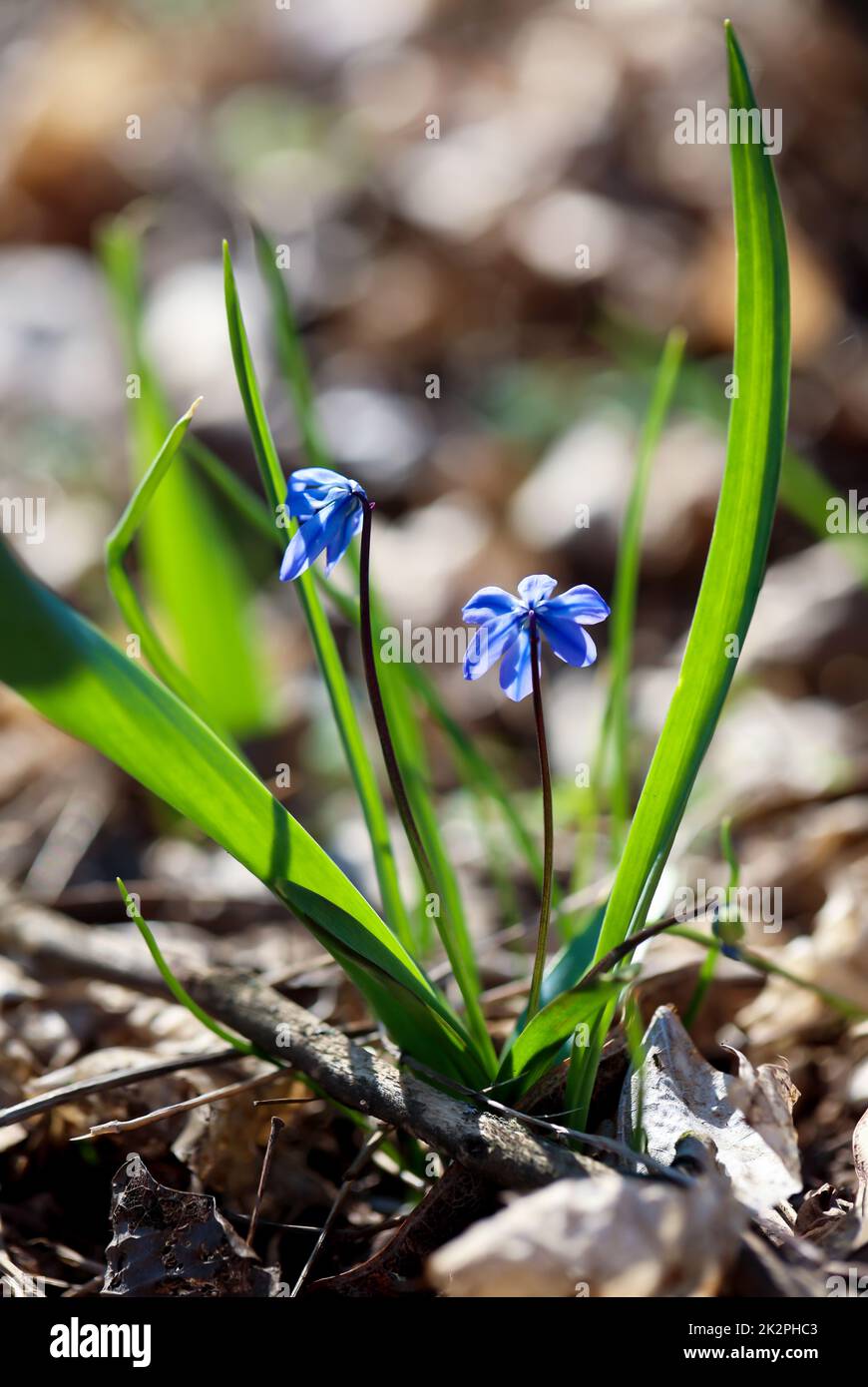 Deux fleurs d'une étoile bleue inondées de lumière. Banque D'Images