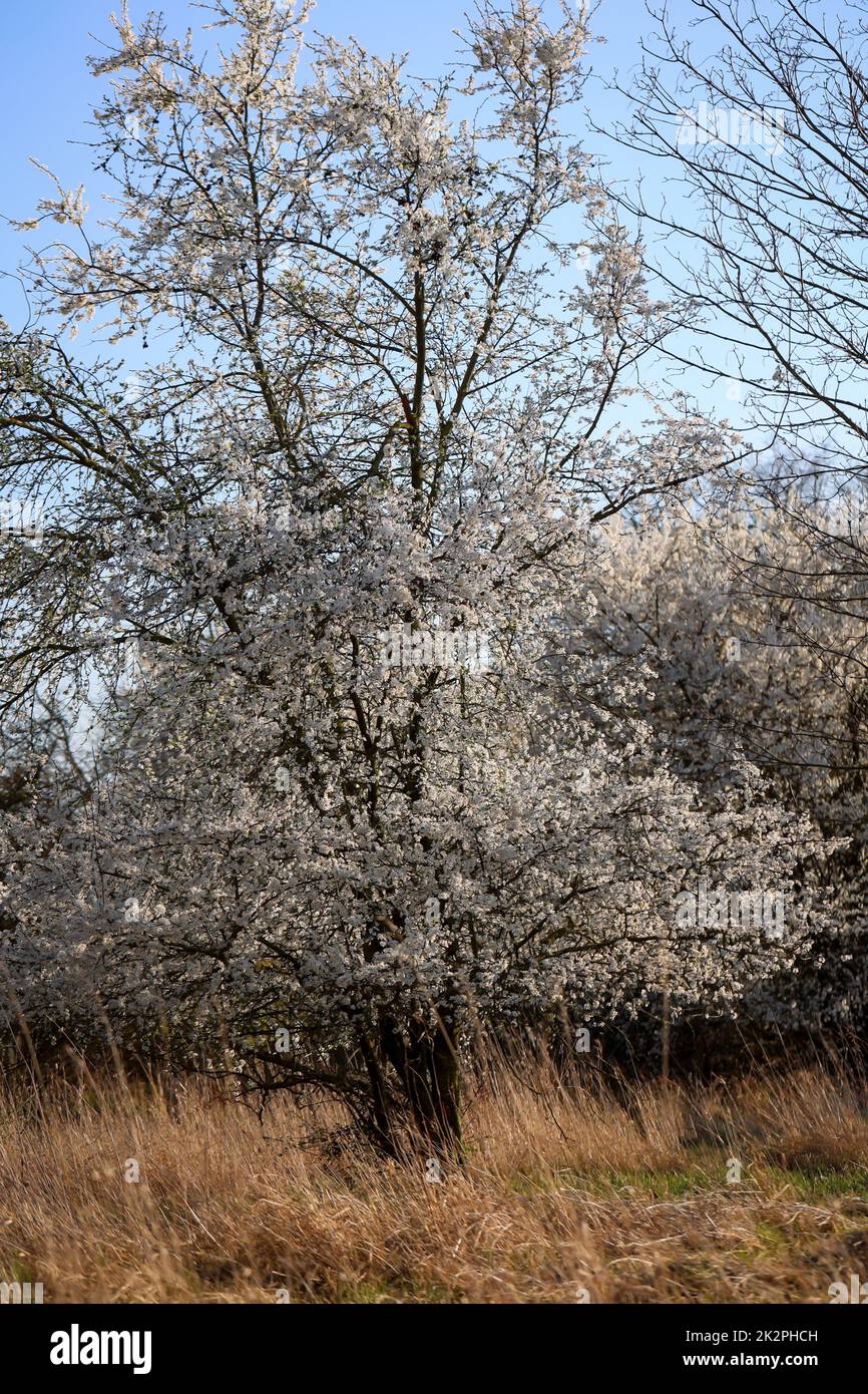 Un arbre en pleine fleur offre une vue imprenable au printemps. Banque D'Images