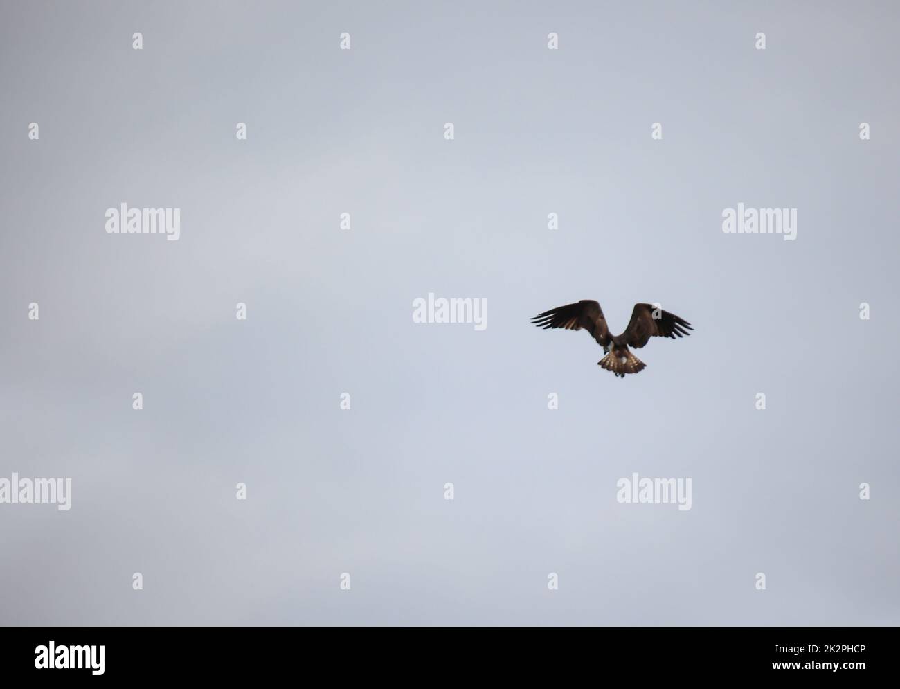 Une balbuzard au-dessus d'un lac. La siluette d'une osproie dans le ciel. Banque D'Images