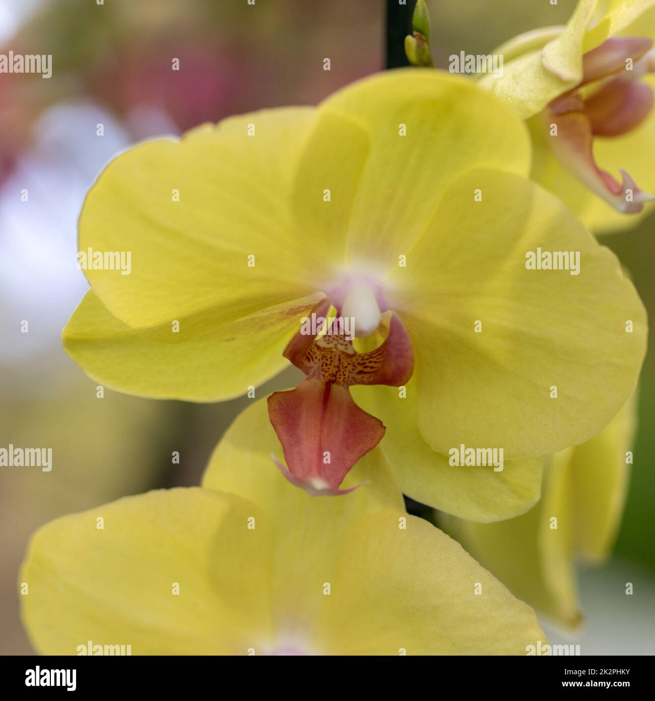 Close up de beauté orchidée, fleur jaune Banque D'Images