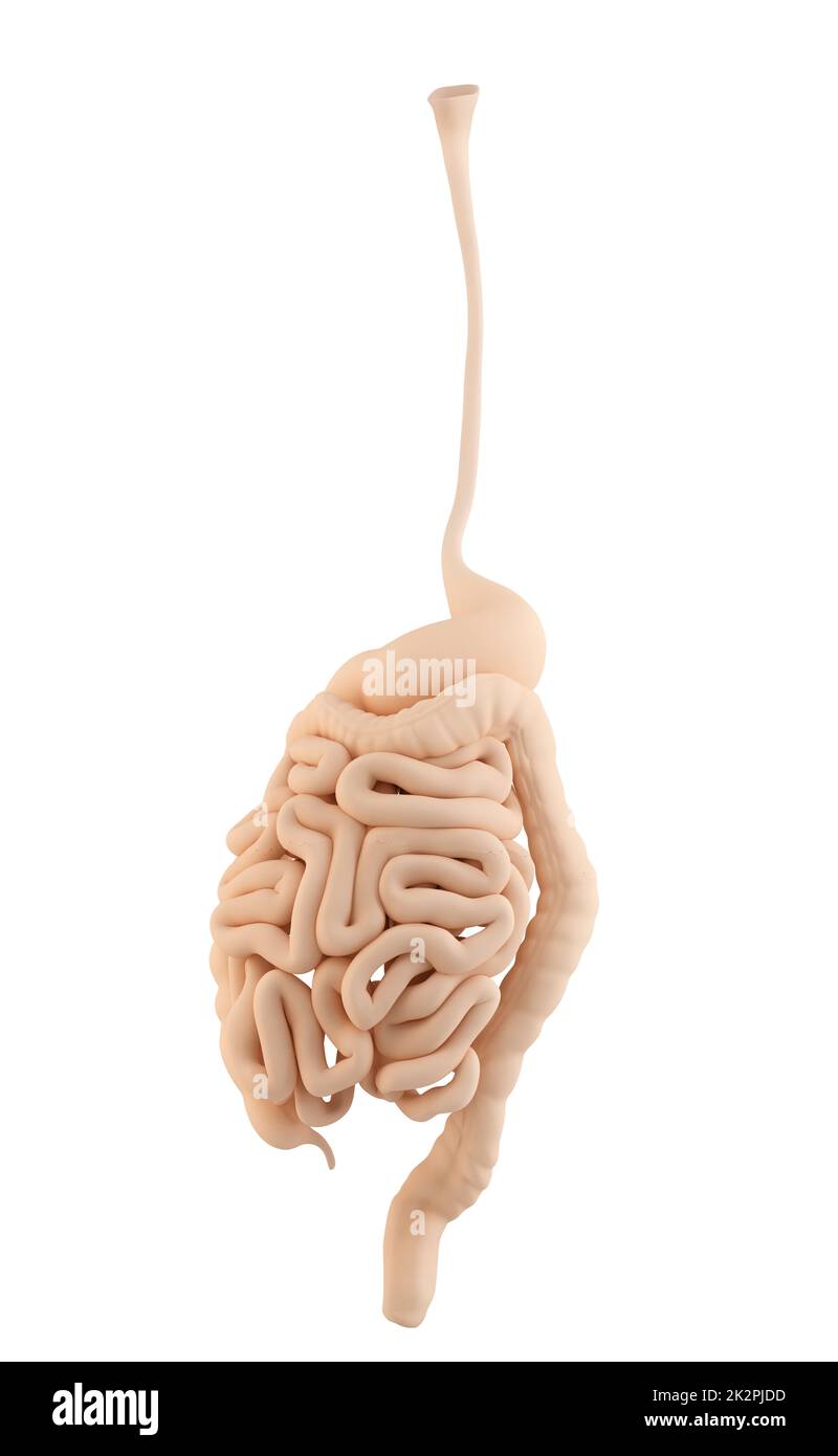 Illustration détaillée du système digestif humain Banque D'Images