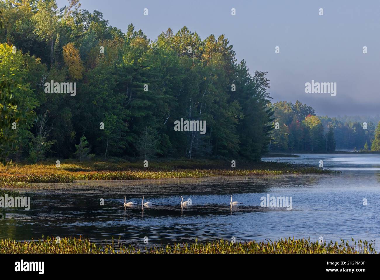 Cygnes trompettes sur le lac Little Clam, dans le nord du Wisconsin. Banque D'Images