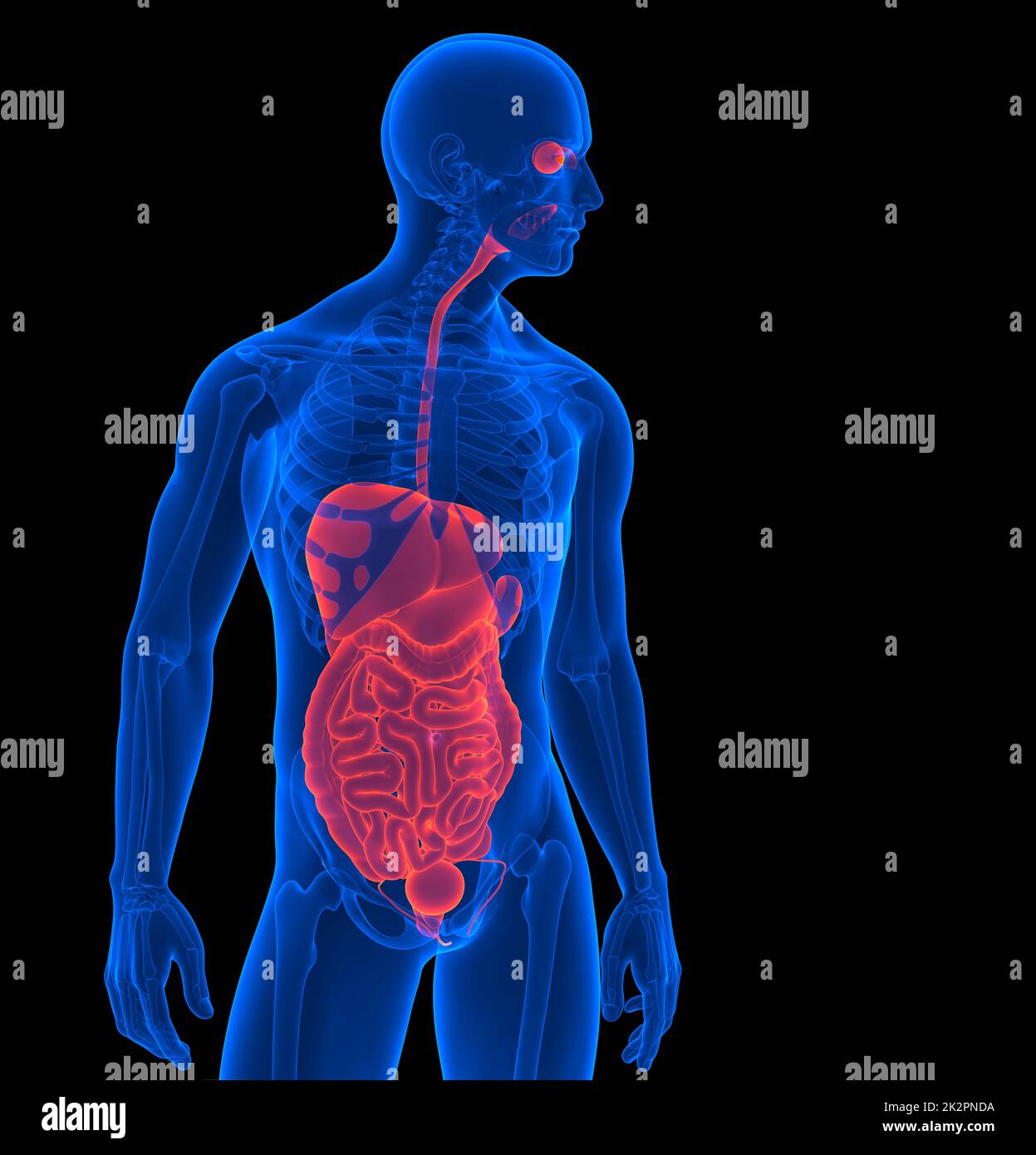 Le corps humain. 3D render of a les droits de l'organes internes. Contient clipping path Banque D'Images
