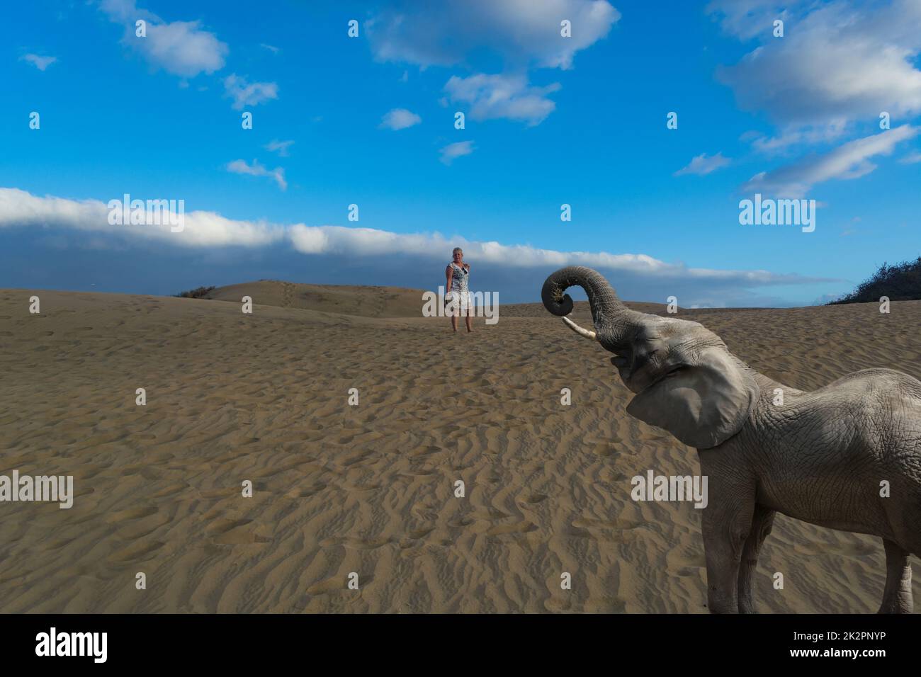 Femme et éléphant d'Afrique dans le désert Banque D'Images