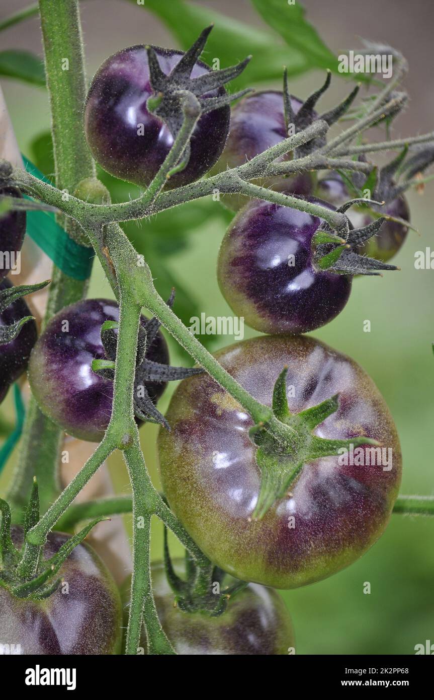 Tomates violettes brillantes Banque D'Images
