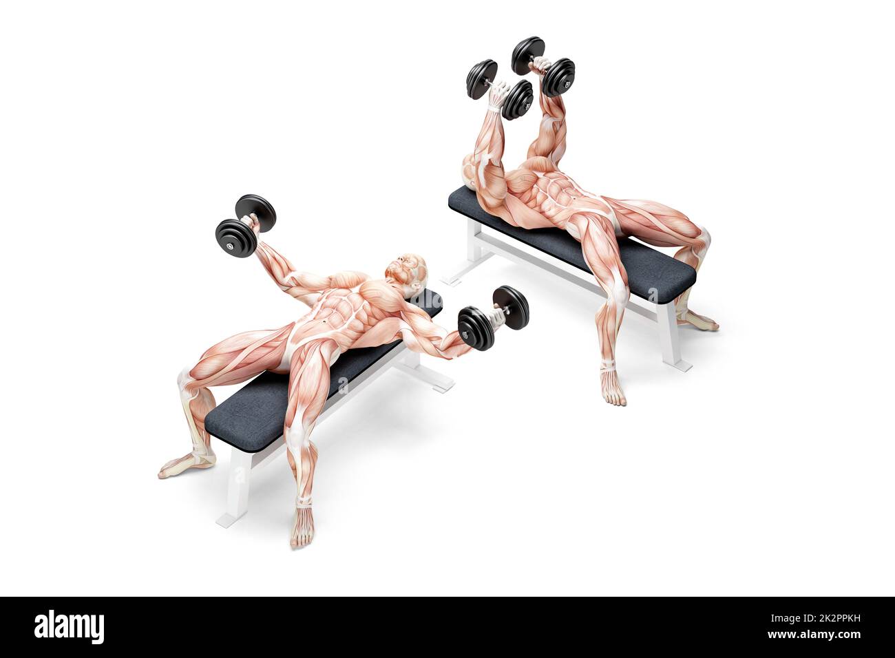 Presse pour banc d'haltères. Illustration anatomique 3D. Isolé avec un masque Banque D'Images