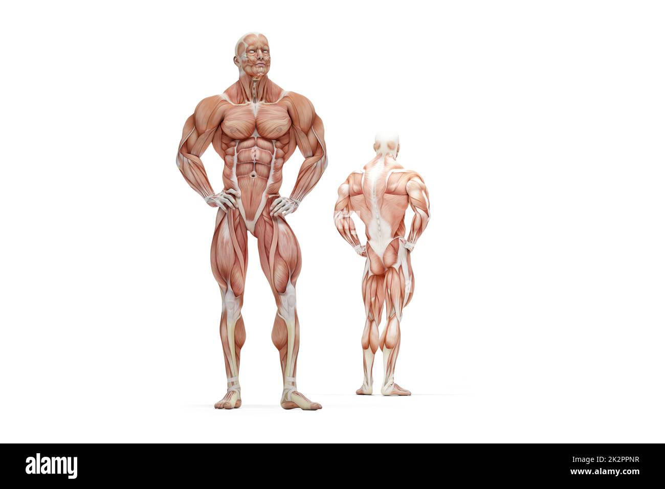 3D illustration de l'anatomie du muscle humain. Isolé. Contient un masque Banque D'Images