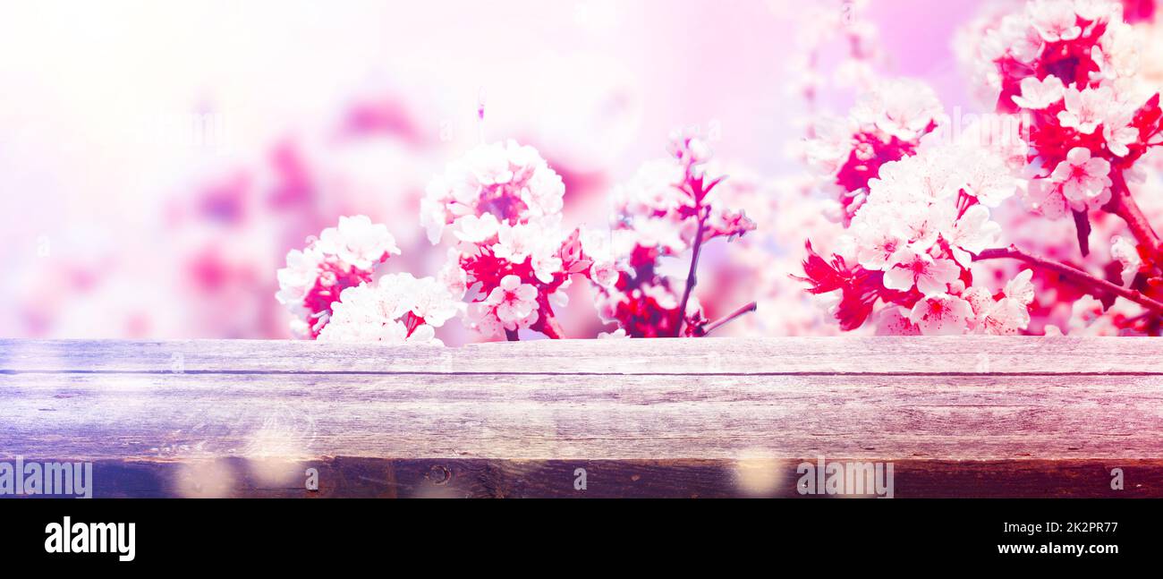 Belle branche d'arbre en fleur au printemps. Banque D'Images