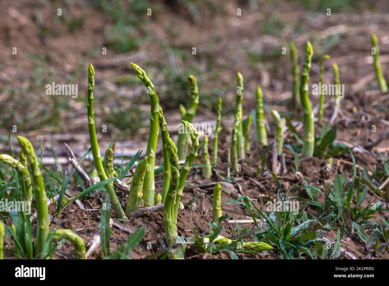 production d'asperges vertes Banque D'Images