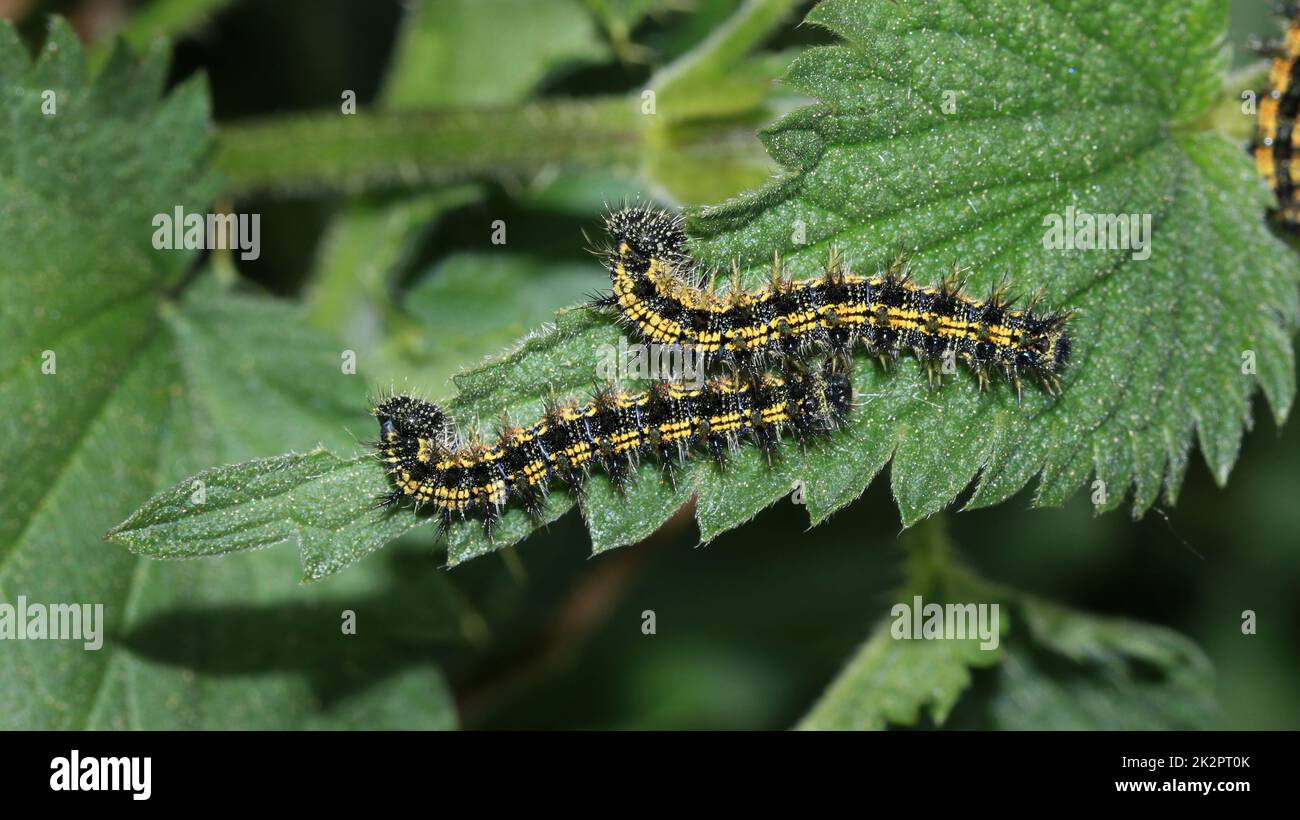 Petit tortoiseshell, Aglais urticae, chenilles nourrissant l'ortie Banque D'Images