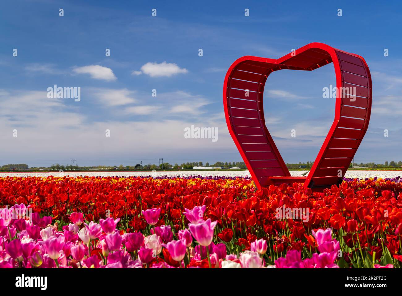 Champ de tulipes au cœur rouge près de Keukenhof, aux pays-Bas Banque D'Images