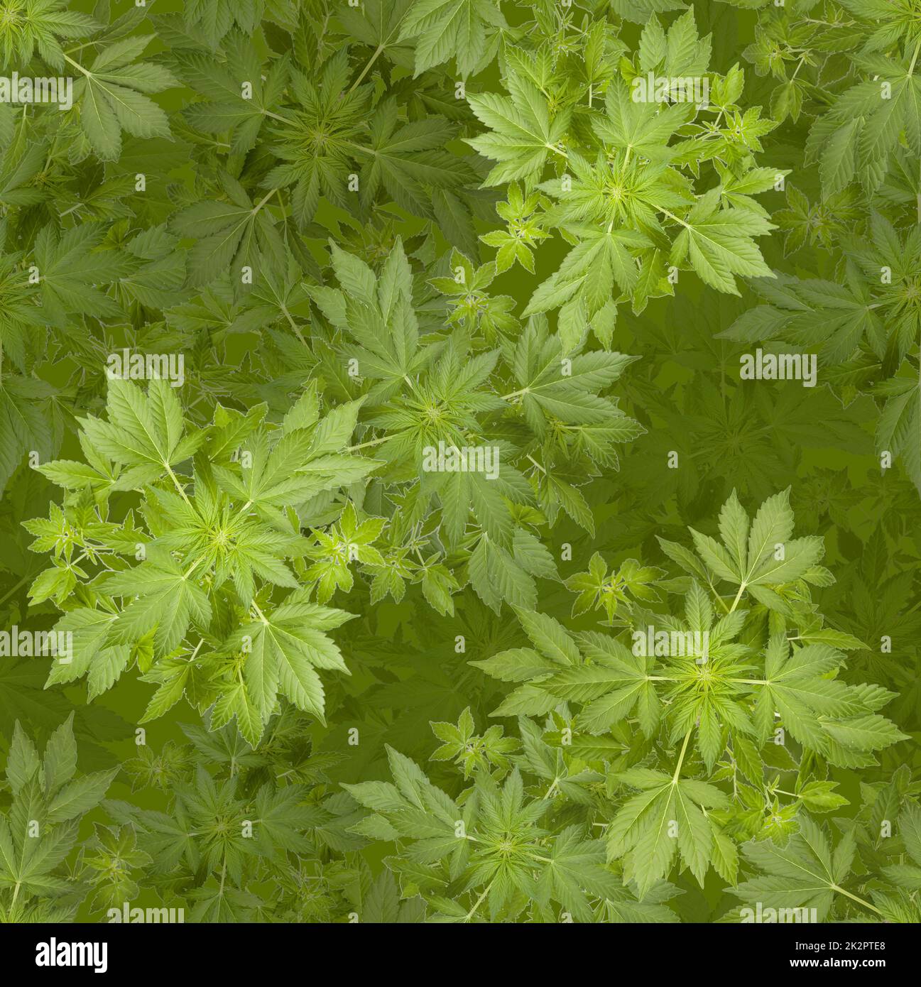 La marijuana seamless background Banque D'Images La marijuana seamless background Banque D'Images