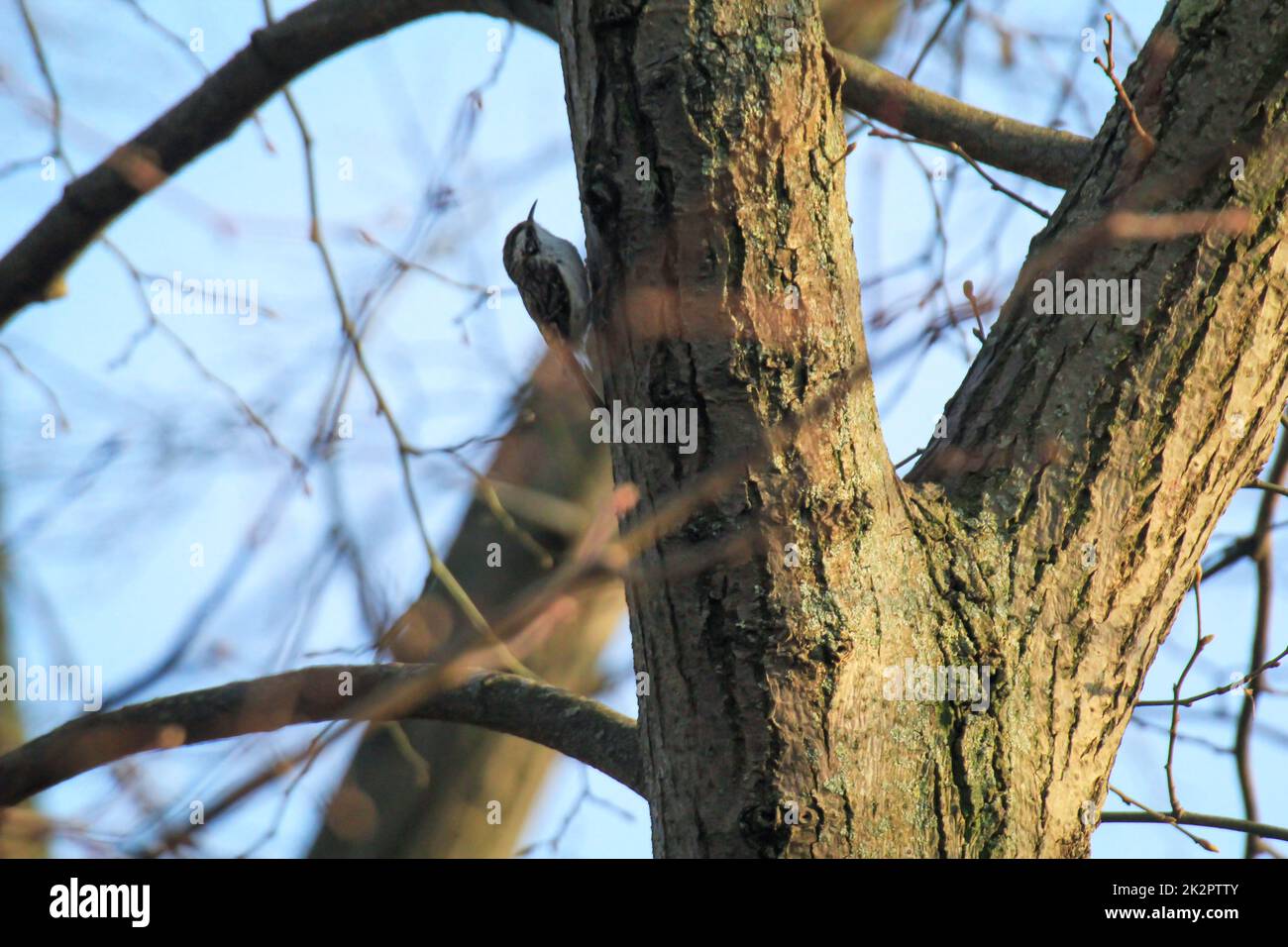 Un arbre de jardin, Certhia brachydactyla apporte du matériel de nidification au trou de nid Banque D'Images