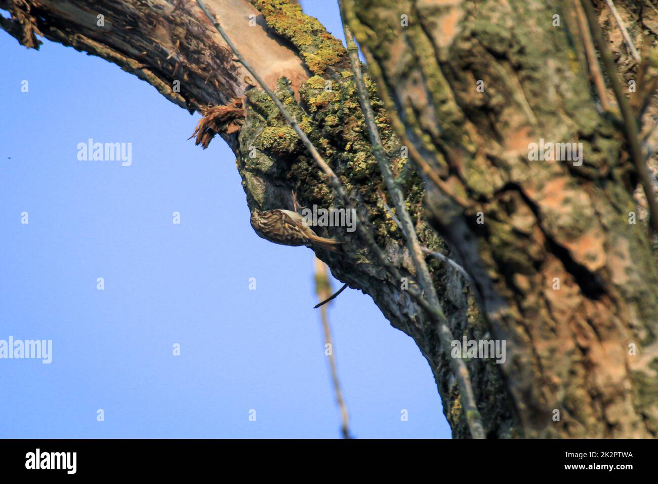 Un arbre de jardin, Certhia brachydactyla apporte du matériel de nidification au trou de nid Banque D'Images